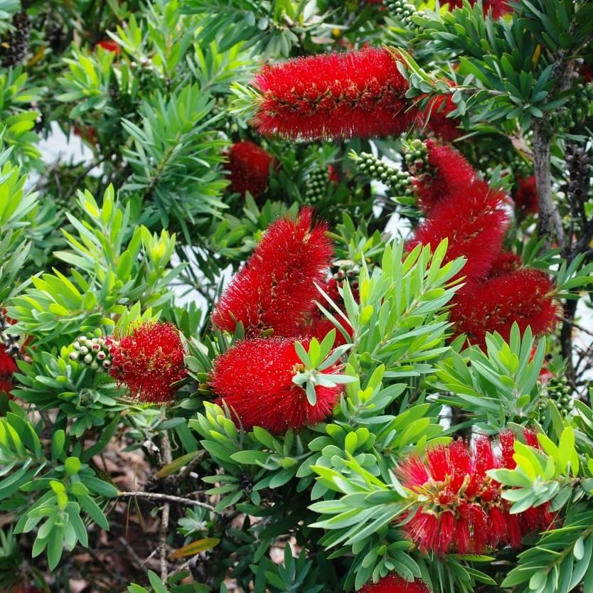 Callistemon ‘Firebrand’ (Bottlebrush)
