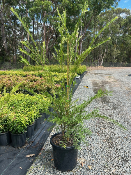 Callistemon Hannah Ray (Hannah Ray Bottlebrush)