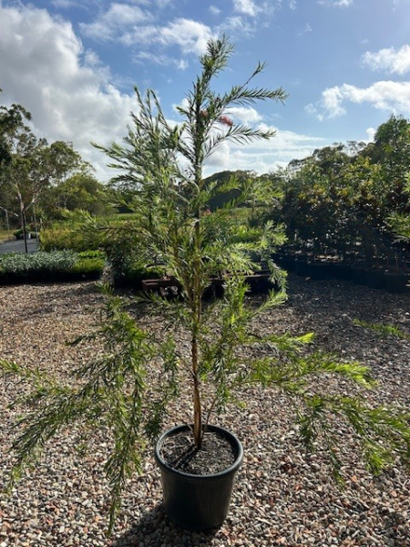 Callistemon Hannah Ray (Hannah Ray Bottlebrush)