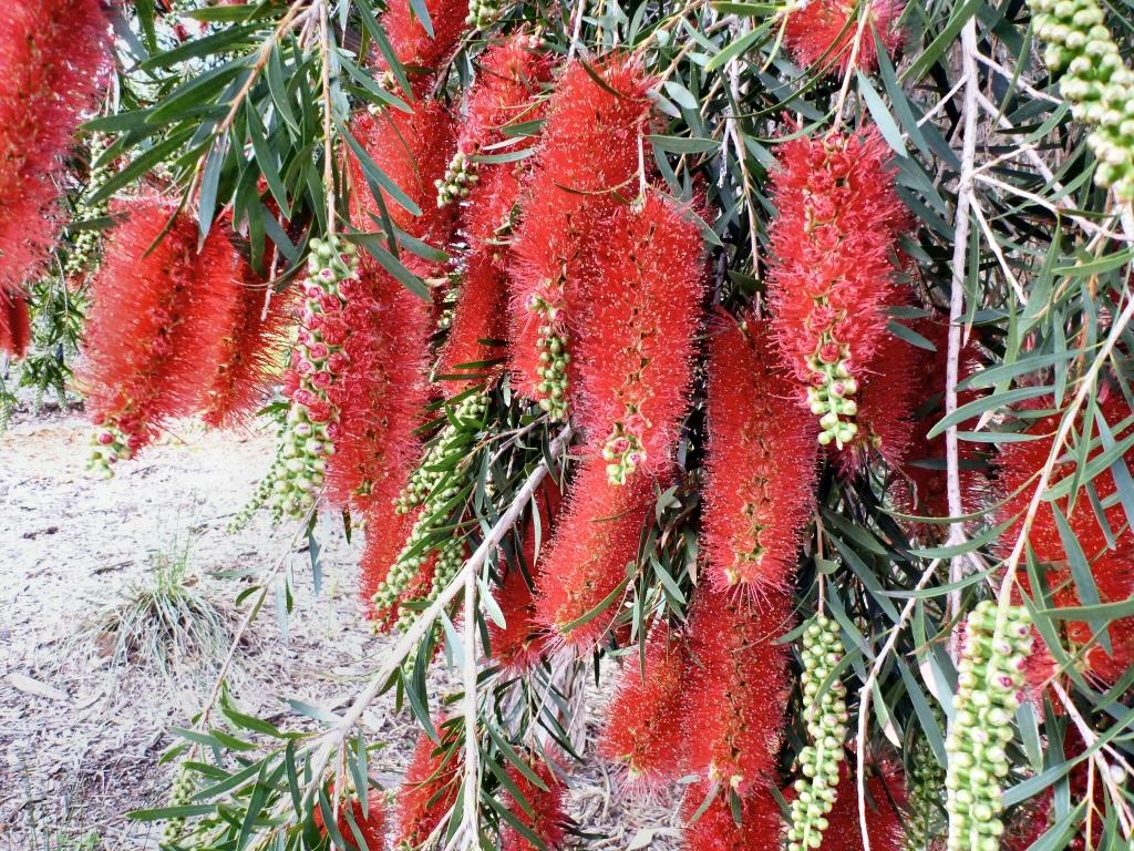 Callistemon Kings Park Special (Kings Park Bottlebrush)