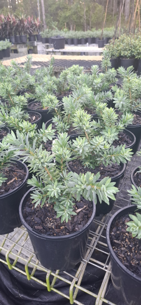 Callistemon Little John (Little John Bottlebrush)
