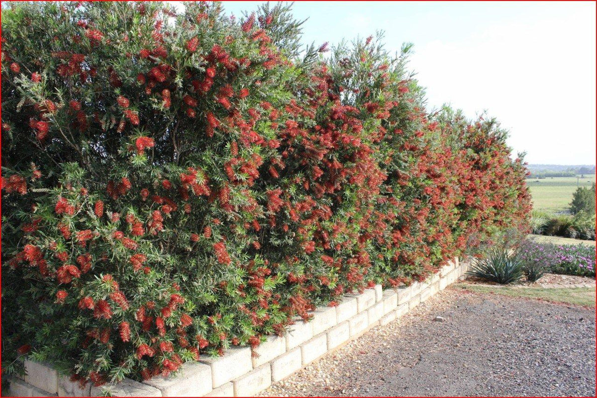 Callistemon Viminalis ‘CV01’ SLIM™ (Slim Bottlebrush)