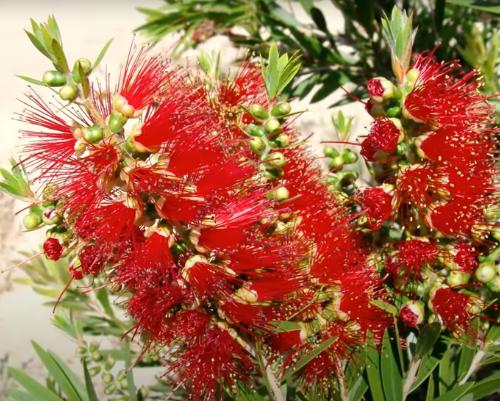 Callistemon Viminalis ‘LC01’ MACARTHUR™ (Macarthur Bottlebrush) (CLEARANCE)