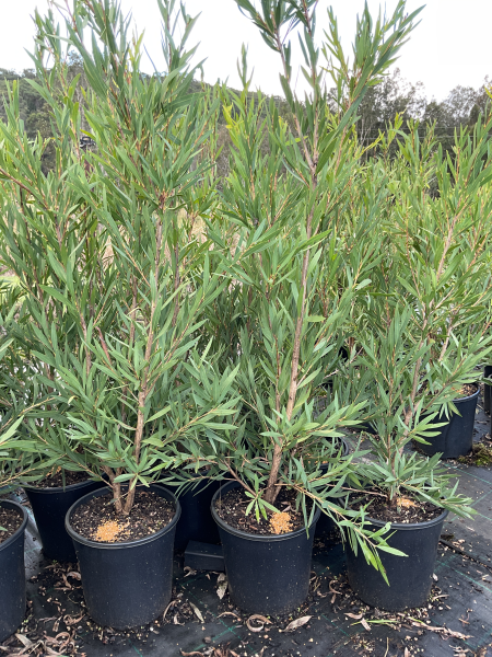 Callistemon Viminalis Wilderness White (Wilderness White Bottlebrush)
