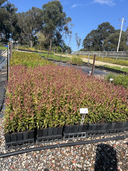 Callistemon Salignus (Willow Bottlebrush)