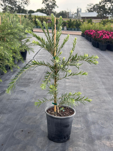 Callistemon Viminalis ‘Dawson River Weeper’ (Dawson River Weeper Bottlebrush)
