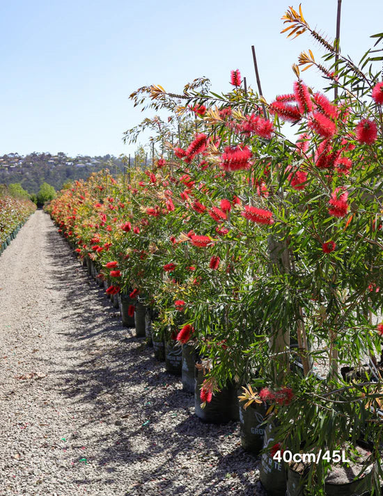 Callistemon Citrinus 'Harkness'