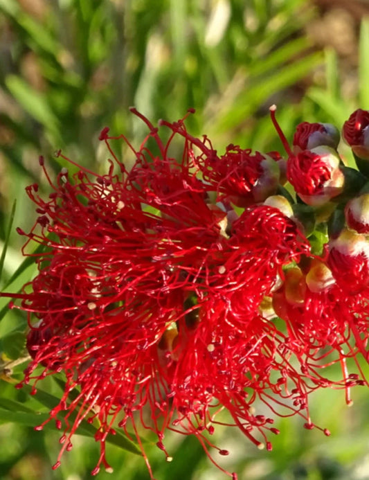Callistemon Viminalis (Dawson River Weeping Bottlebrush)