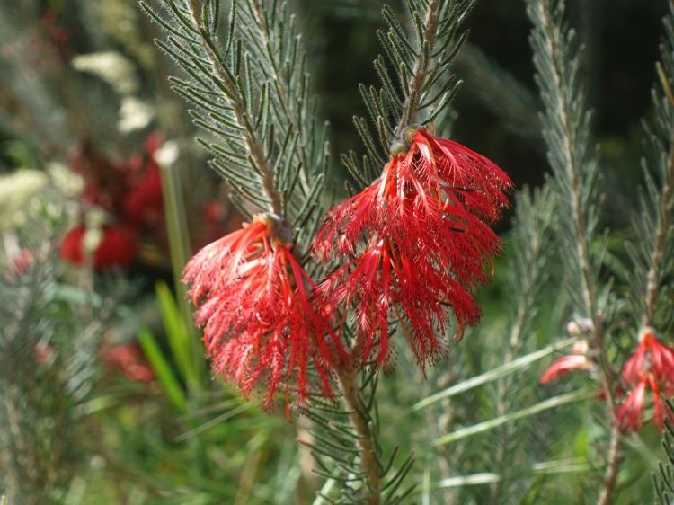 Calothamnus Quadrifidus (Dwarf One-Sided Bottlebrush) DWARF