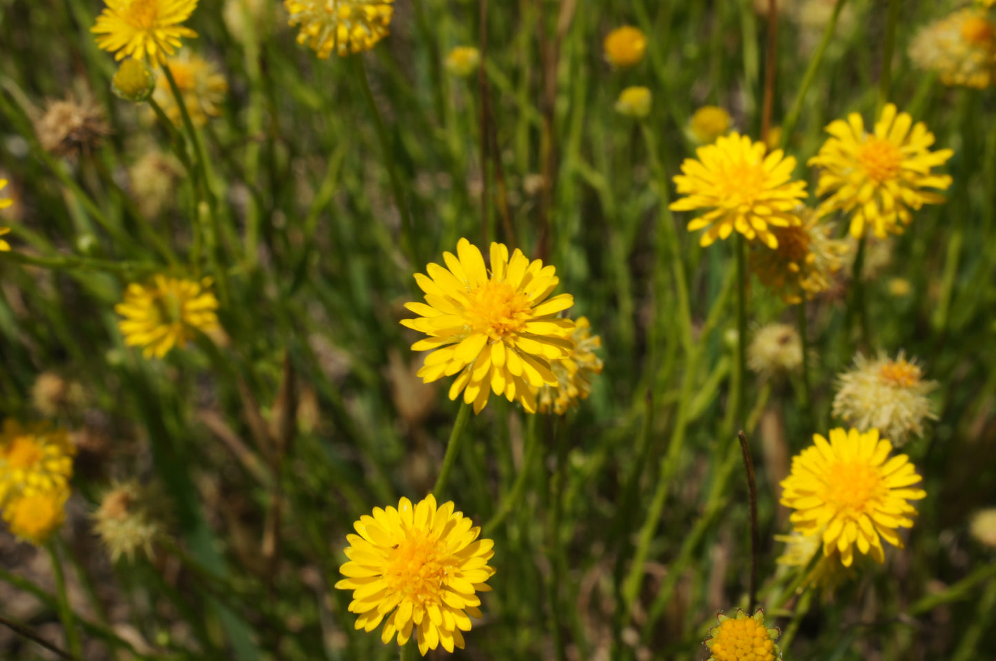 Calotis Lappulacea (Yellow Burr Daisy)