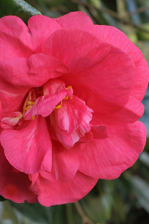 Camellia japonica ‘Drama Girl’