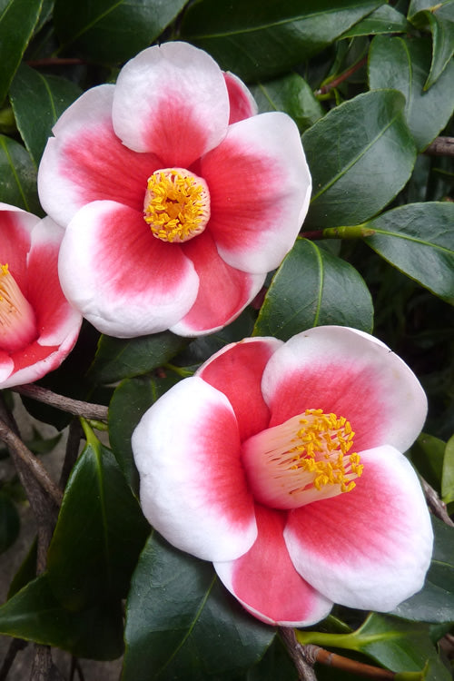 Camellia japonica ‘Tama No Ura’