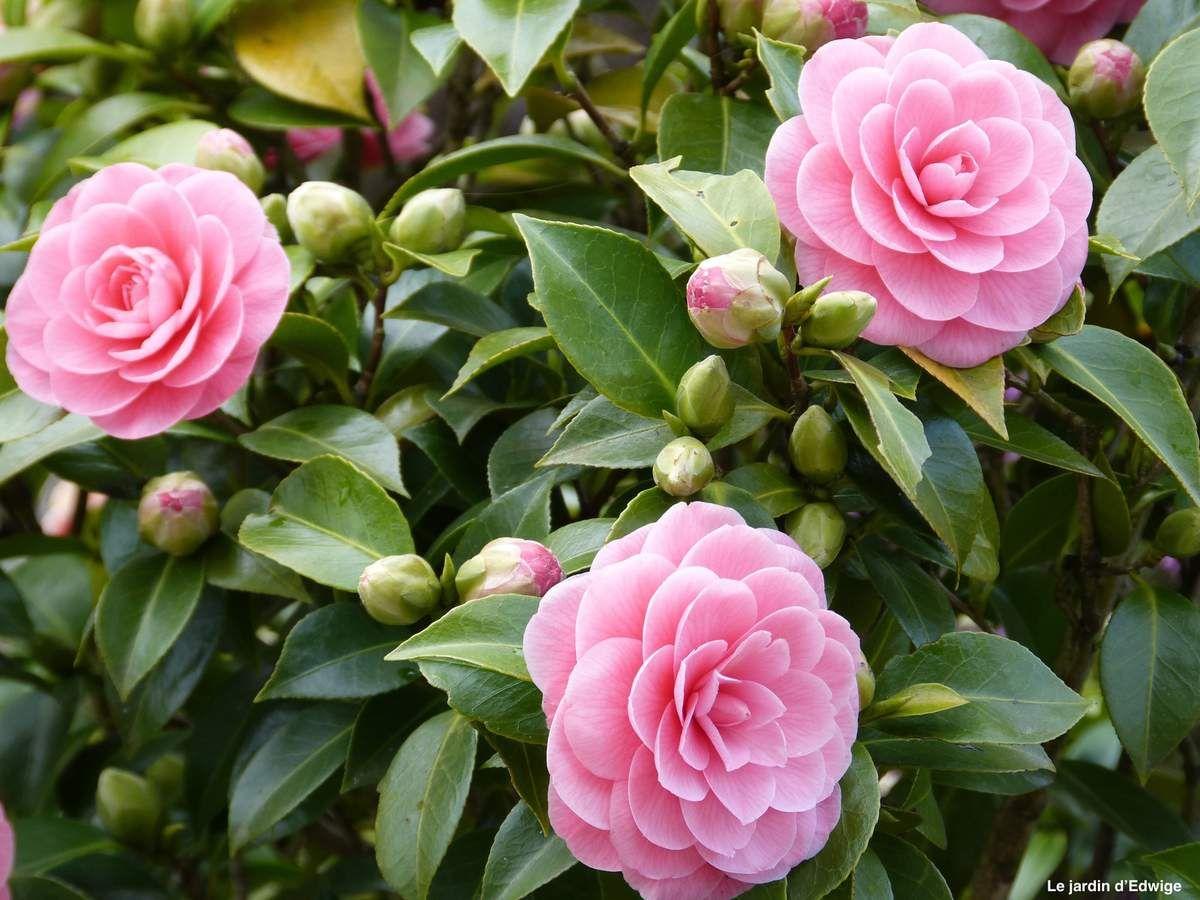 Camellia Japonica ‘Betty Ridley’ (Betty Ridley Camellia Balls)
