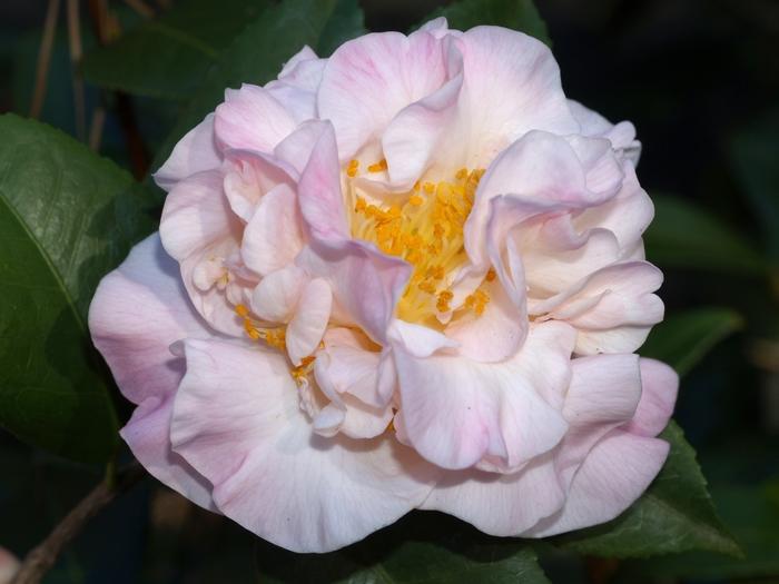 Camellia Japonica ‘High Fragrance’ (High Fragrance Camellia)