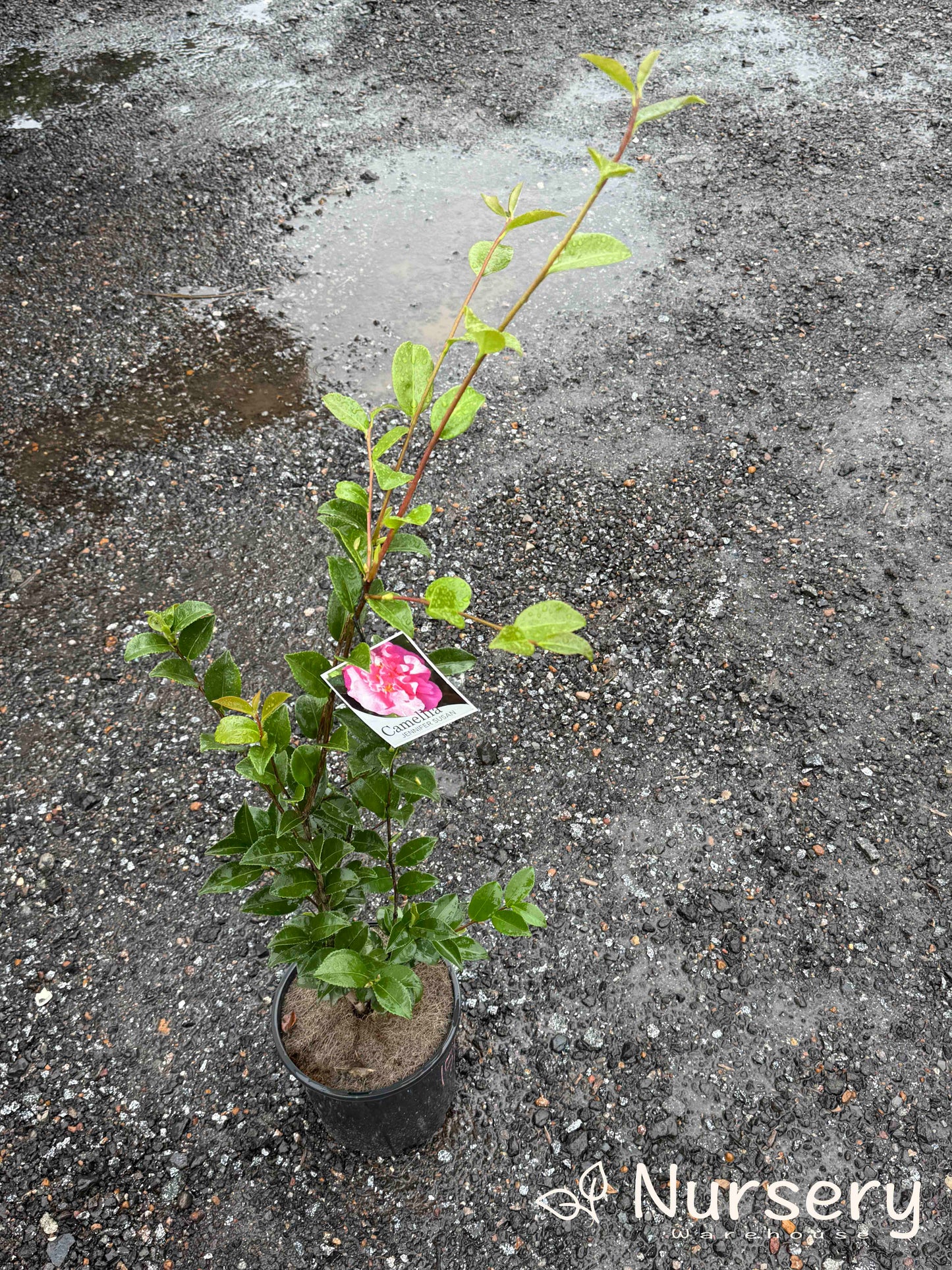 Camellia Sasanqua 'Jennifer Susan'