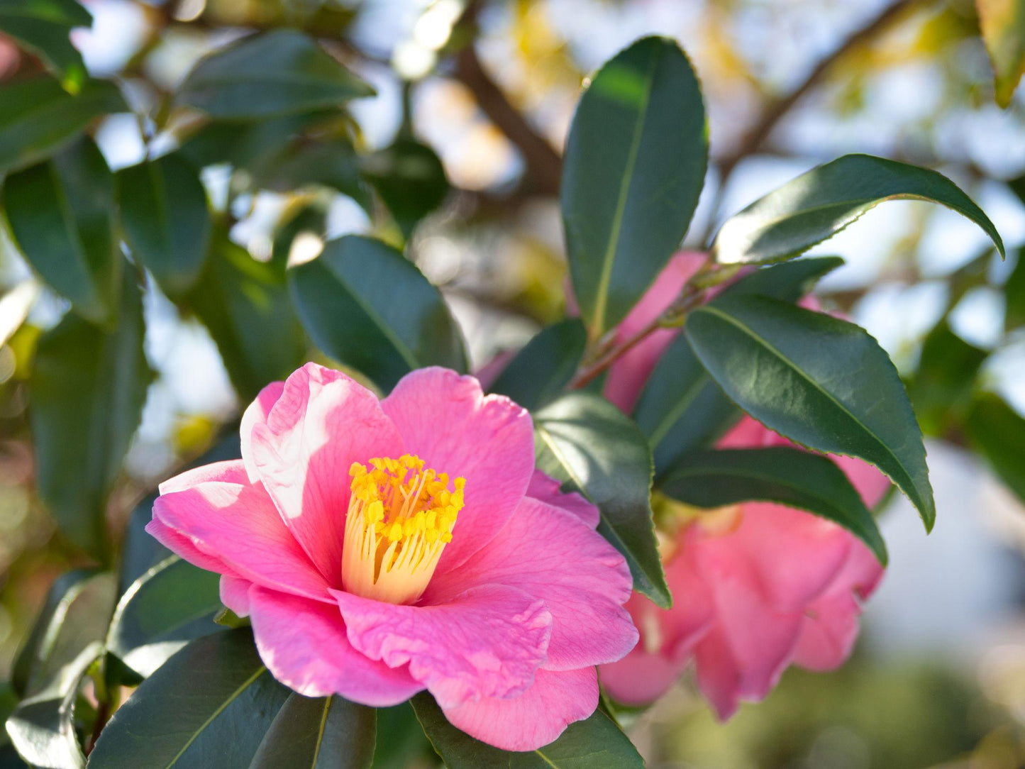 Camellia Sasanqua 'Marie Young' (Sasanqua Camellia)