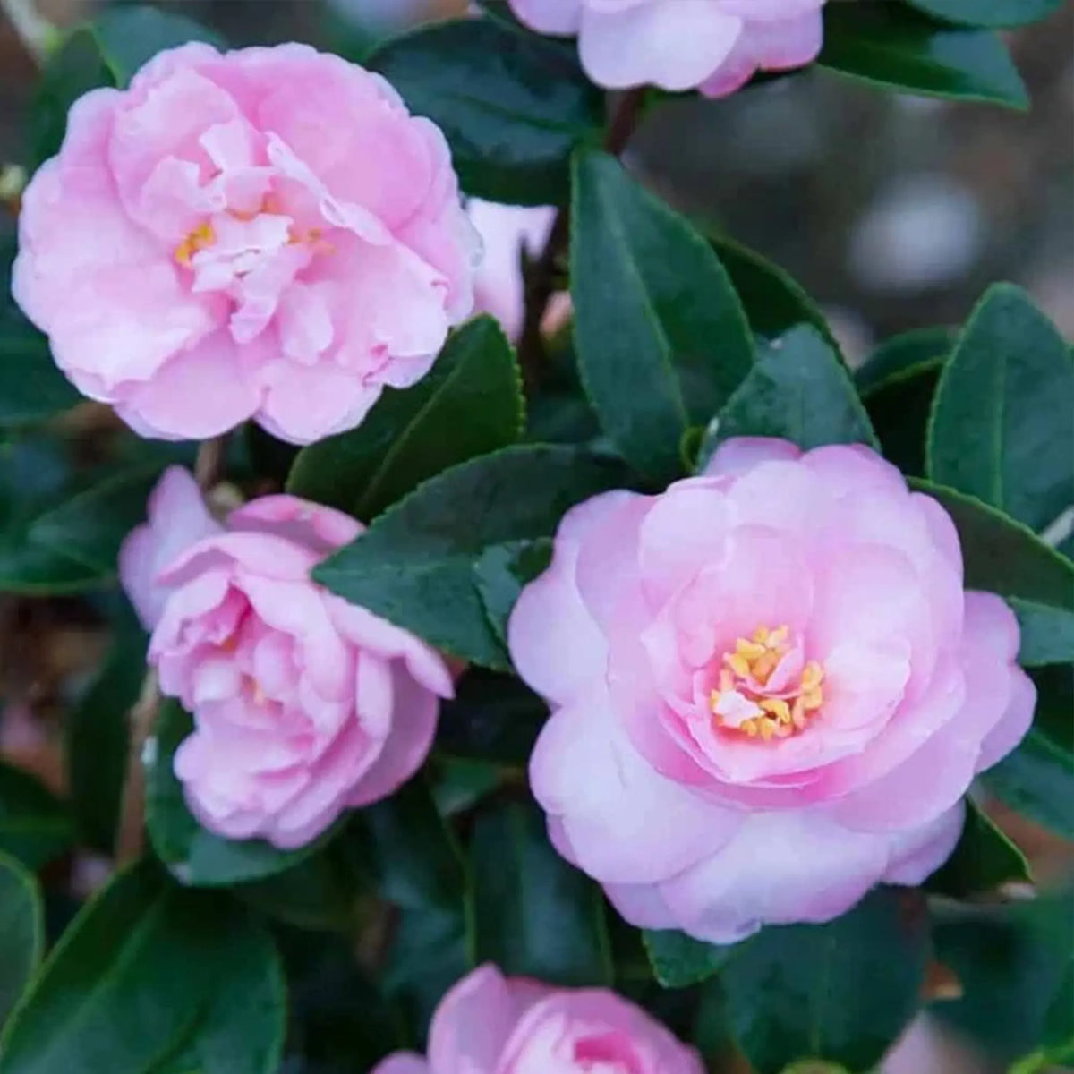 Camellia Sasanqua ‘Sidonie Megan’ (Sidonie Megan Camellia)