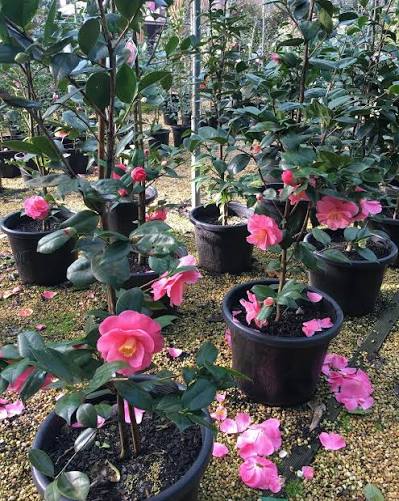 Camellia ‘Waltz Time’ (Waltz Time Camellia)