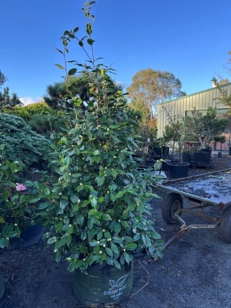 Camellia japonica ‘Lovelight’