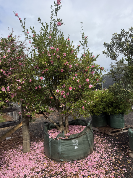 Camellia Sasanqua (Sasanqua Camellia)