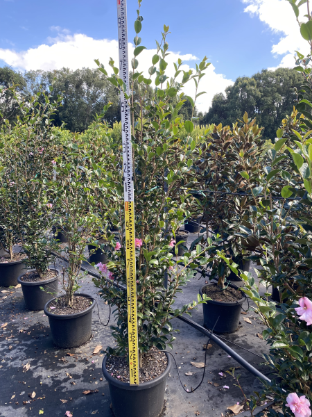 Camellia Sasanqua 'Jennifer Susan' (Jennifer Susan Camellia)
