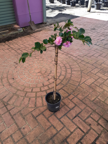 Camellia Sasanqua ‘Marge Miller’ (Sasanqua Camellia)