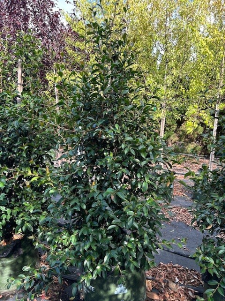 Camellia Sasanqua 'Pure Silk'