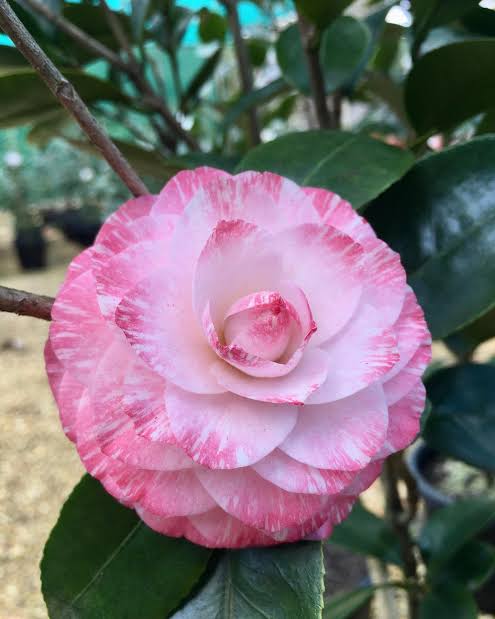 Camellia Japonica ‘Tammia’ (Tammia Camellia)
