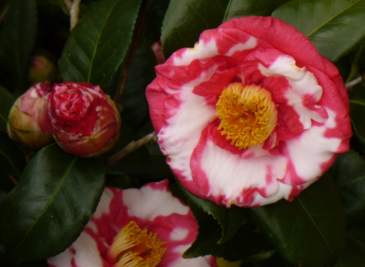 Camellia japonica ‘RL Wheeler Variegata’