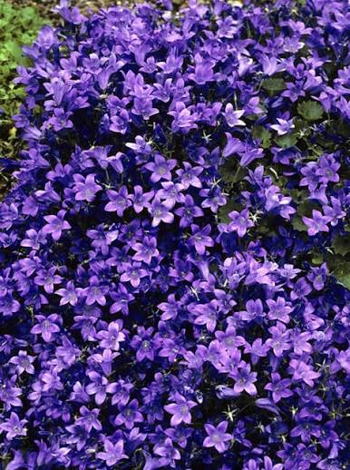 Campanula Birch Hybrid