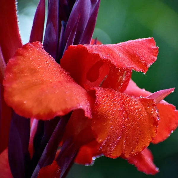 Canna Orchioides (Australia Series)