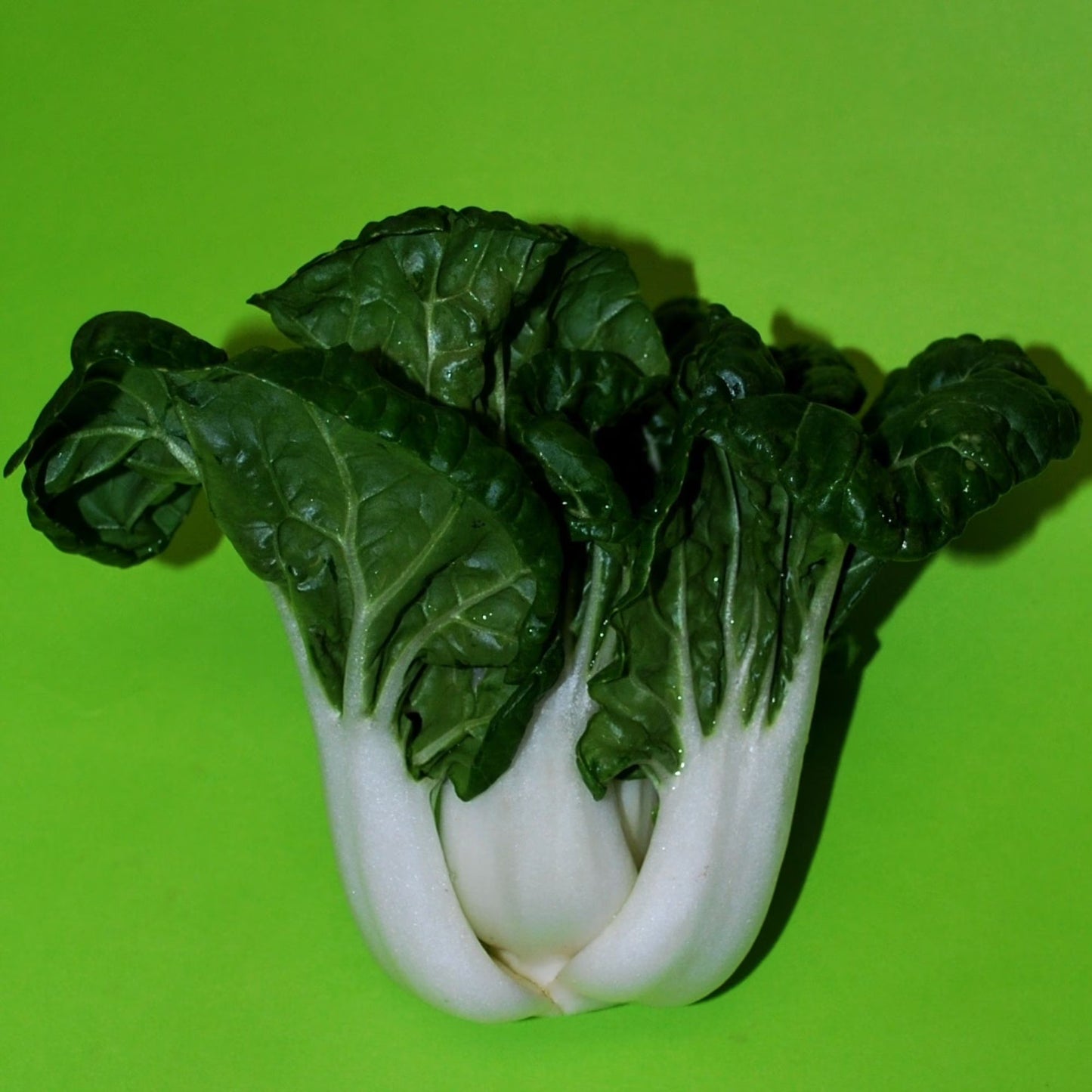 Brassica Rapa Subsp. Chinensis ‘Baby White’ (Baby White Pak Choi)