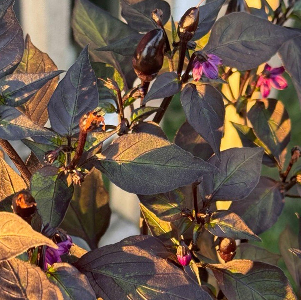 Capsicum Annuum 'Black Prince' (Black Prince Chilli)