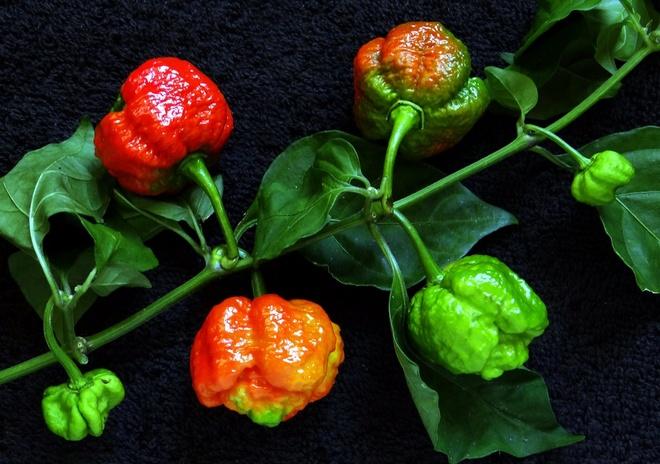 Capsicum Chinense 'Brain Killer' (Brain Killer Chilli)