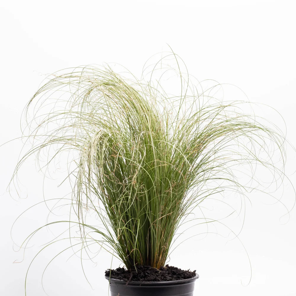 Carex Comans ‘Frosted Curls’ (New Zealand Hair Sedge)