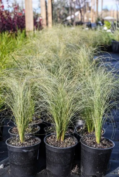 Carex Comans ‘Frosted Curls’ (New Zealand Hair Sedge)