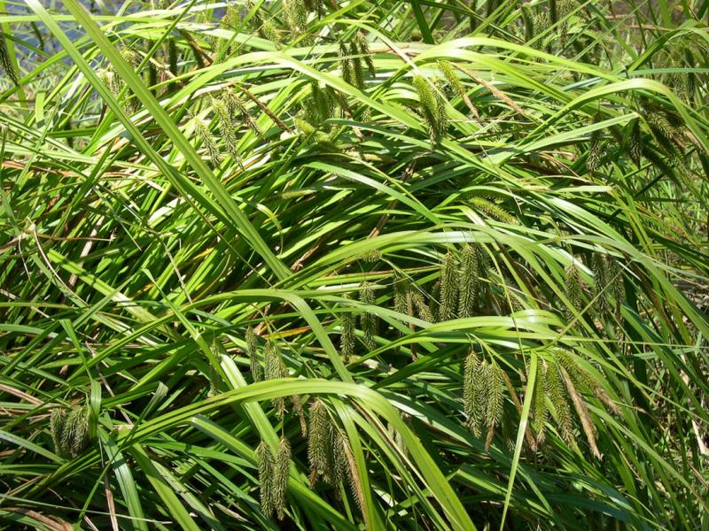 Carex Fascicularis (Tassel Sedge)