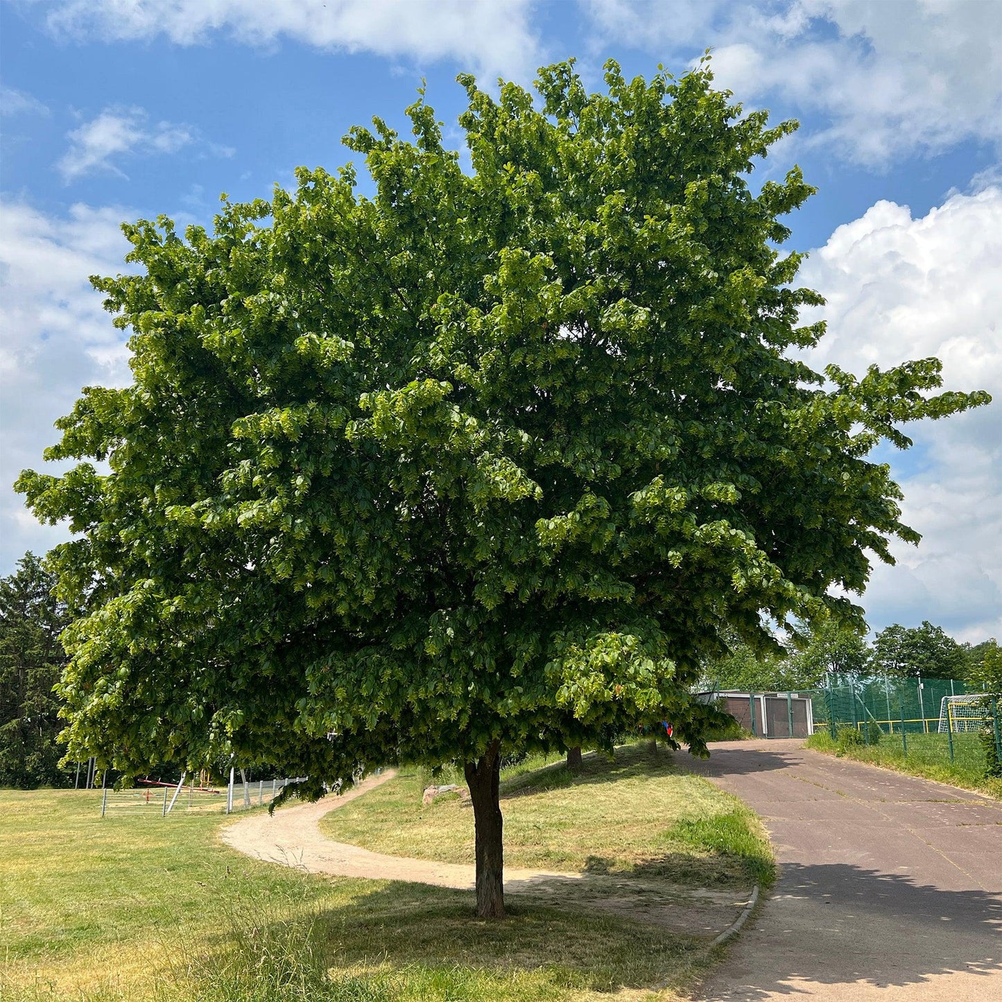 Carpinus Betulus (European Hornbeam)