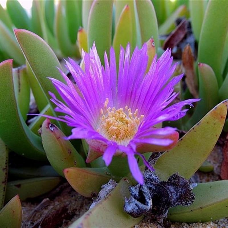 Carpobrotus Glaucescens (Pigface)