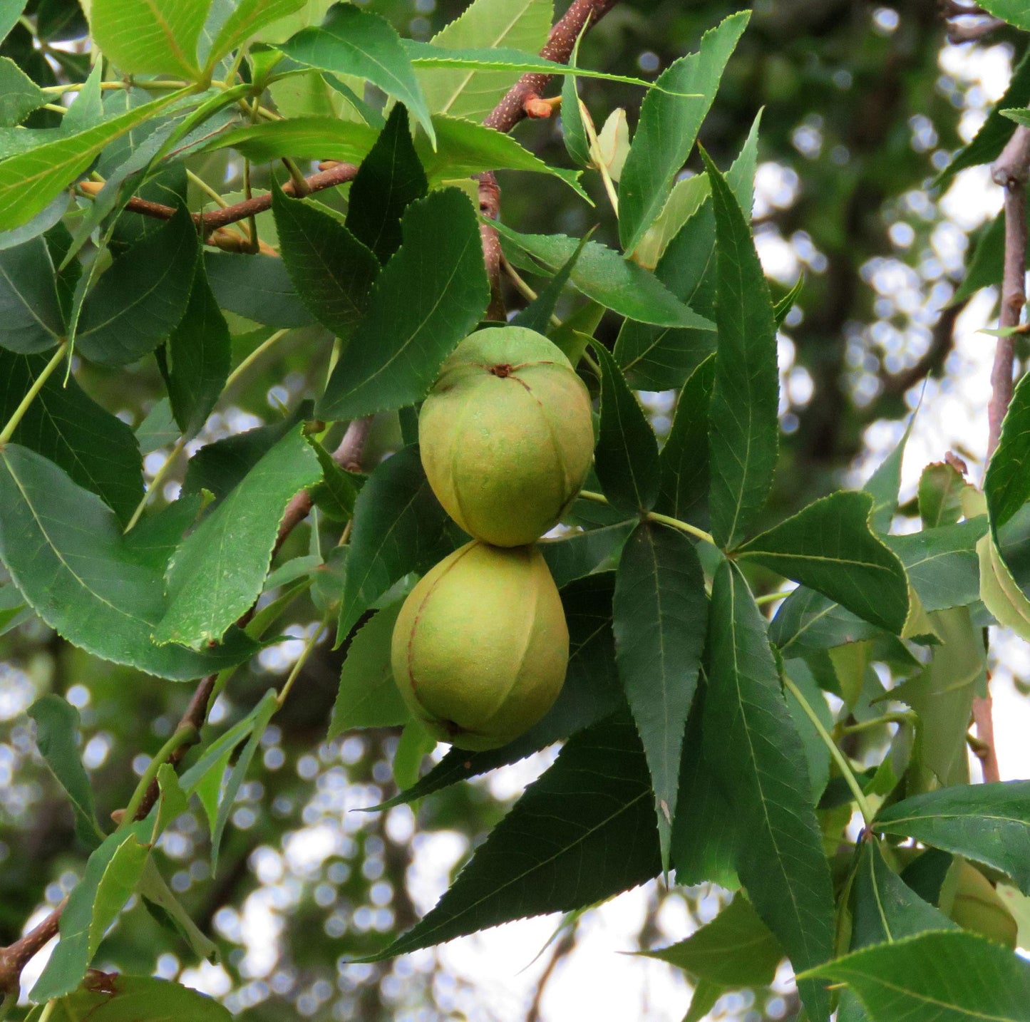 Carya Illinoinensis (Pecan Nut)