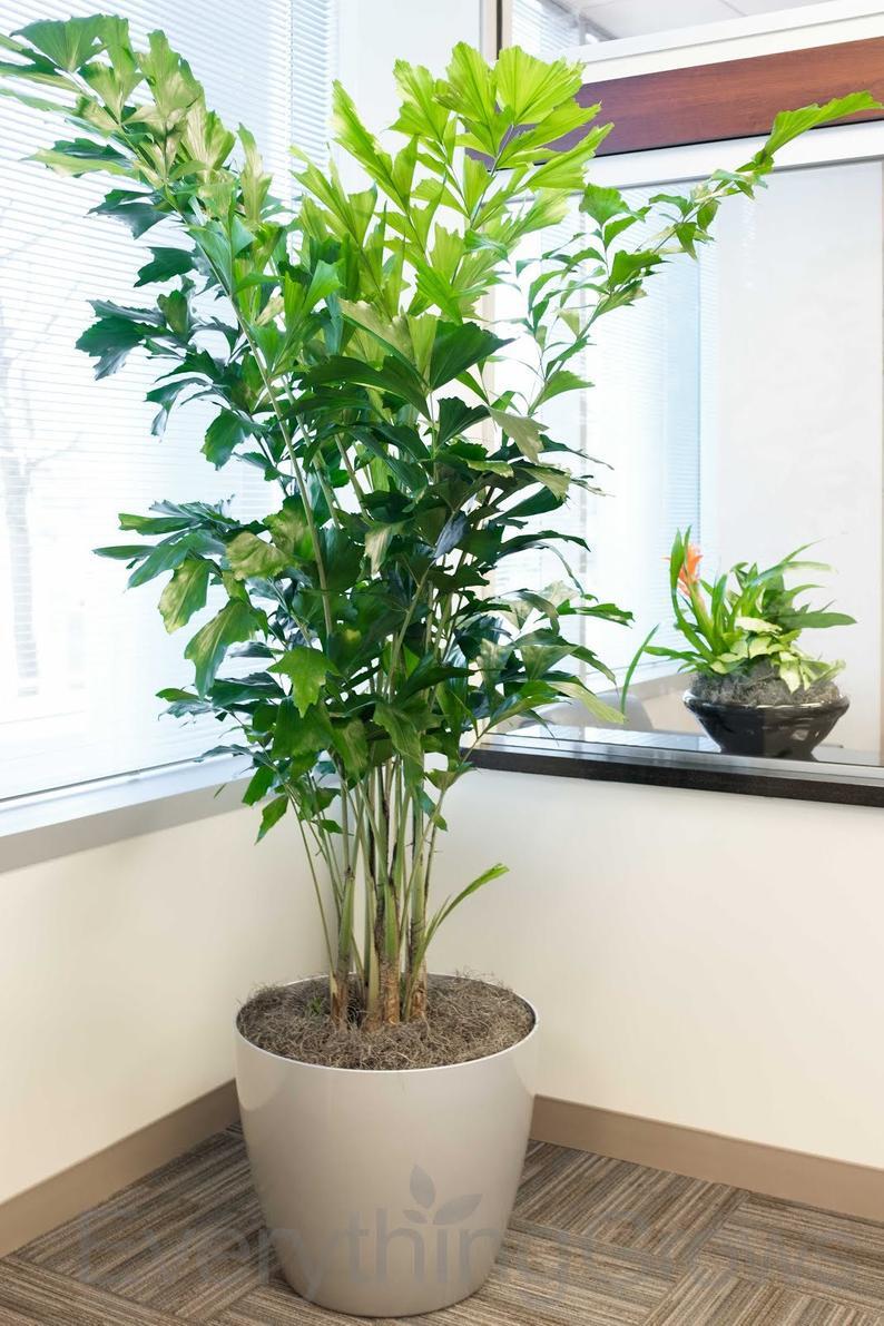 Caryota Mitis (Fishtail Palm)