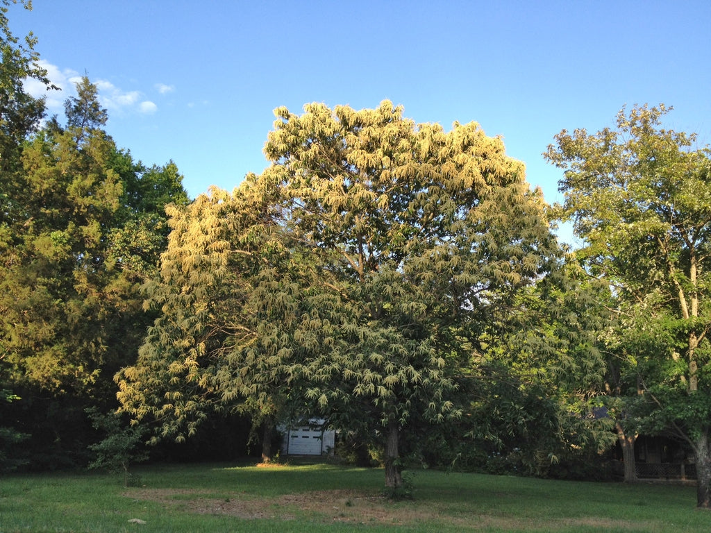 Castanea Mollissima (Chinese Chestnut)
