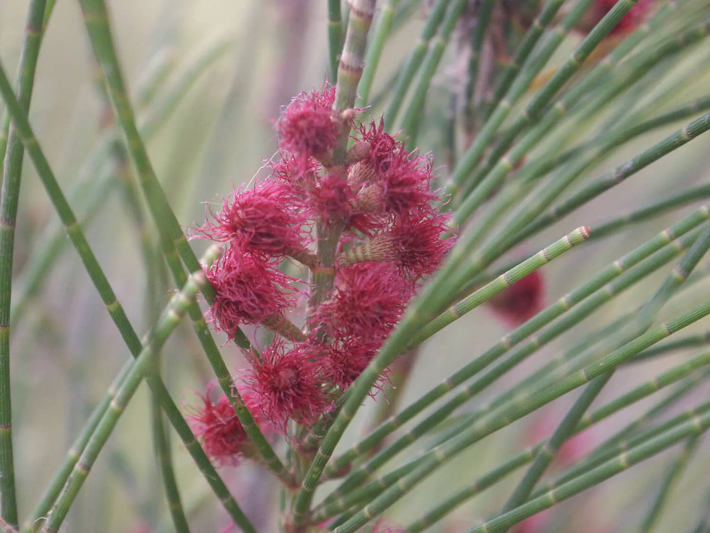 Casuarina Cunninghamiana (River She-Oak)