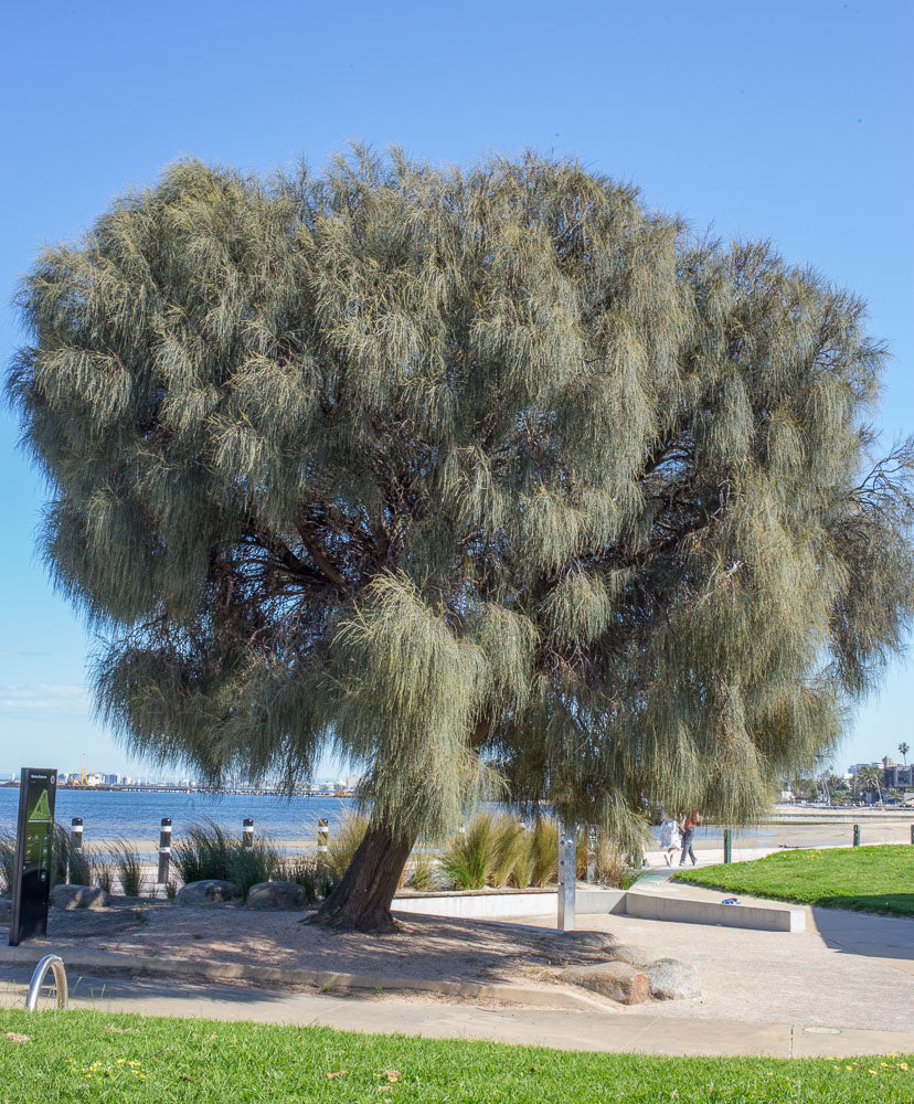 Casuarina Glauca (Swamp Oak)