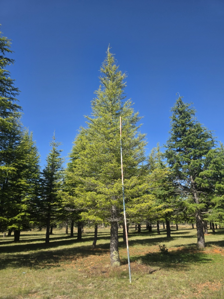 Cedrus Deodara (Himalayan Cedar)