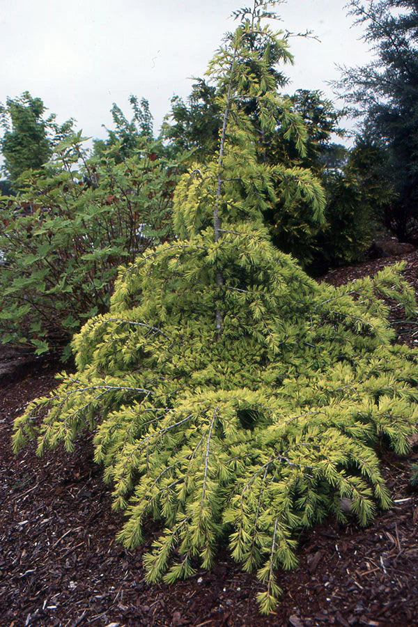 Cedrus Deodara ‘Feelin’ Gold’ (Feelin’ Gold Deodar Cedar)