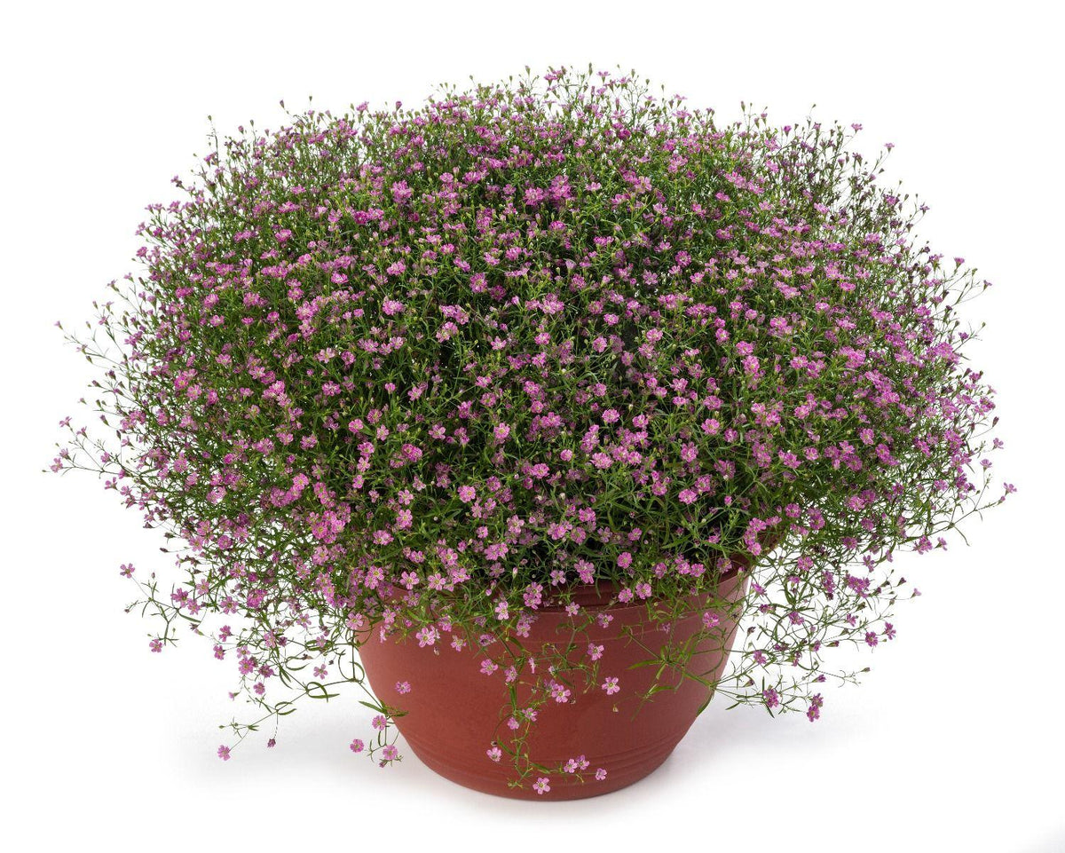 Gypsophila muralis ‘Gypsy’ (Baby’s Breath)