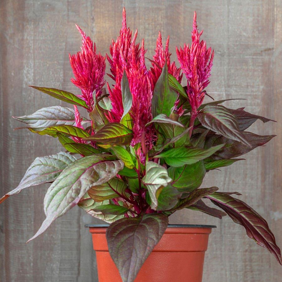 Celosia Argentea 'Burning Embers' (Plumed Cockscomb)