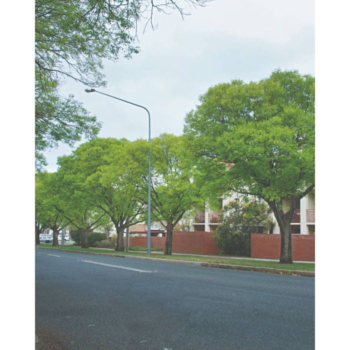 Row of mature Celtis Australis trees lining a street, displaying broad canopies and autumnal yellow leaves.