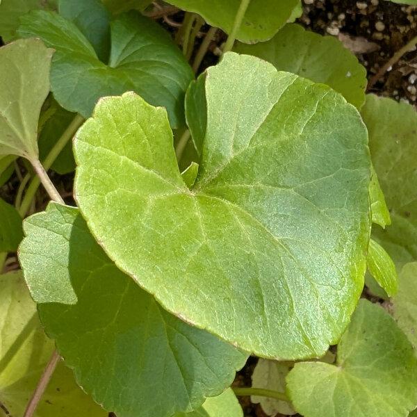 Centella Cordifolia (Heart-Leaf Pennywort)